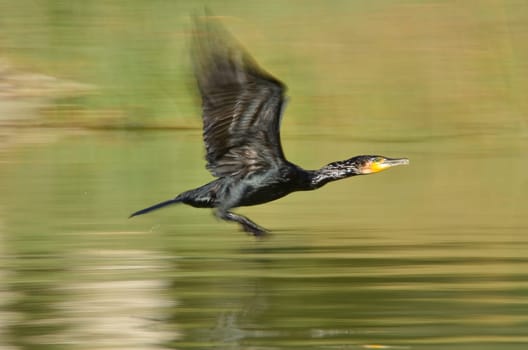 Cormorant (Phalacrocorax carbo)