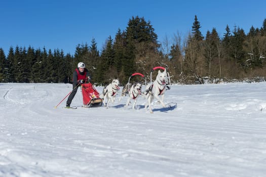 German Championship Sled Dog Race Frauenwald 2015