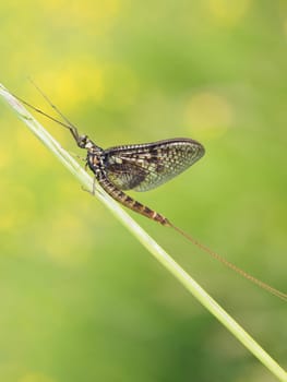 Large Danish Ephemera Fly