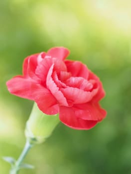 Red Carnation