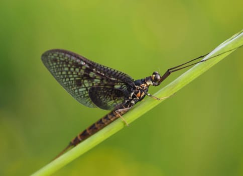 Large Danish Ephemera Fly
