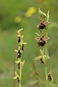 Hybrids between bumblebee and fly ragwort (Ophrys holoserica X Ophrys insectifera or Ophrys x devenensis) next to fly ragwort