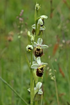 Bumblebee Ragwurz (Ophrys holoserica)