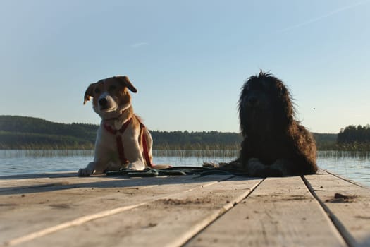 Dog lovers lying on a jetty and looking at the lake in Sweden. Goldendoodle and mixed breed. Animal friendship. Animal photo with charm.