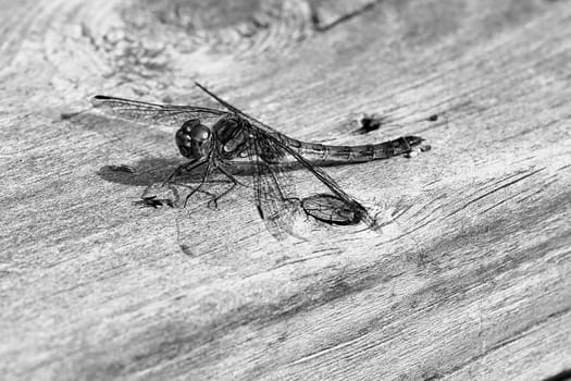 Dragonfly shot in black and white,with spread wings on a wooden railing of a terrace in Sweden. Close up of animal from nature