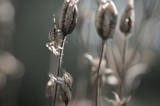 Cross spider crawling on a spider thread to a plant. Blurred background. A useful hunter among insects. Arachnid. Animal photo from the wild.