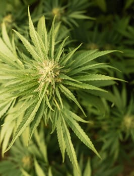 Blooming ripe Marijuana with Buds and green Leaves. Organic Cannabis Sativa Female Plants with CBD. Legal marihuana plantation provides high quality medicinal cannabis for healthcare and medicine uses