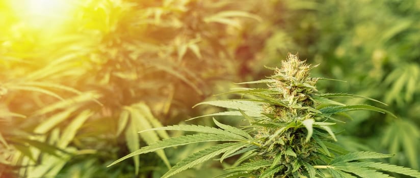Blooming ripe Marijuana with Buds and green Leaves at sunset. Organic Cannabis Sativa Female Plants with CBD. Legal marihuana plantation provides high quality medicinal cannabis for healthcare and medicine uses