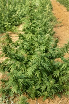 Blooming ripe Marijuana with Buds and green Leaves. Organic Cannabis Sativa Female Plants with CBD. Legal marihuana plantation provides high quality medicinal cannabis for healthcare and medicine uses