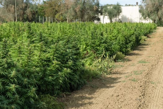 Blooming ripe Marijuana with Buds and green Leaves. Organic Cannabis Sativa Female Plants with CBD. Legal marihuana plantation provides high quality medicinal cannabis for healthcare and medicine uses