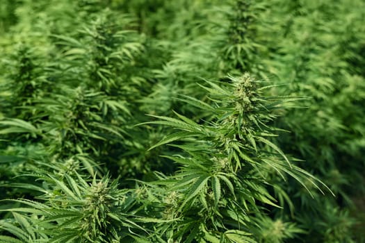 Blooming ripe Marijuana with Buds and green Leaves. Organic Cannabis Sativa Female Plants with CBD. Legal marihuana plantation provides high quality medicinal cannabis for healthcare and medicine uses