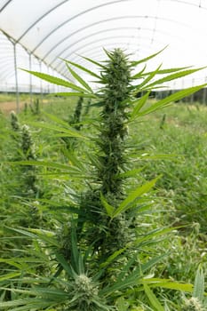 Blooming ripe Marijuana with Buds and green Leaves. Organic Cannabis Sativa Female Plants with CBD. Legal marihuana plantation provides high quality medicinal cannabis for healthcare and medicine uses