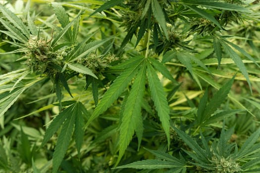 Blooming ripe Marijuana with Buds and green Leaves. Organic Cannabis Sativa Female Plants with CBD. Legal marihuana plantation provides high quality medicinal cannabis for healthcare and medicine uses