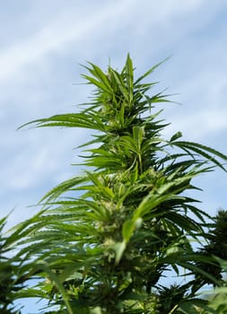 Blooming ripe Marijuana with Buds and green Leaves. Organic Cannabis Sativa Female Plants with CBD. Legal marihuana plantation provides high quality medicinal cannabis for healthcare and medicine uses