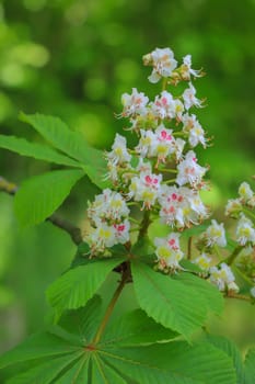 Chestnuts, chestnut blossoms on a tree in spring.