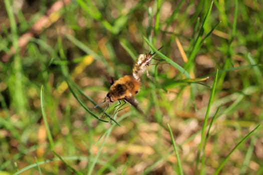A pair of woolly hummingbirds mating on a blade of grass.