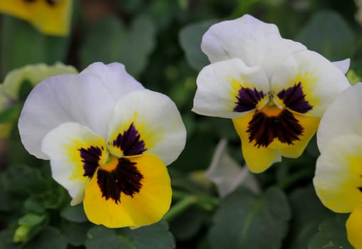 The flowers of a large-flowered pansy plant. Close-up of a flower of a pansy with its beautiful coloring.