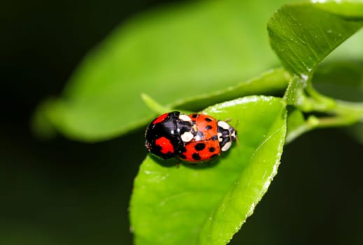 Two ladybugs sitting on a plant while mating.