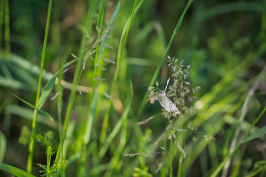 A shy siona lineata, hard hay moth on a blade of grass.