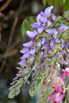 Close-up, portrait of the beautiful blossoms of the blue rain.