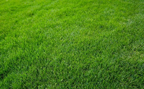 A grass texture, lots of lush grass with a rich green.