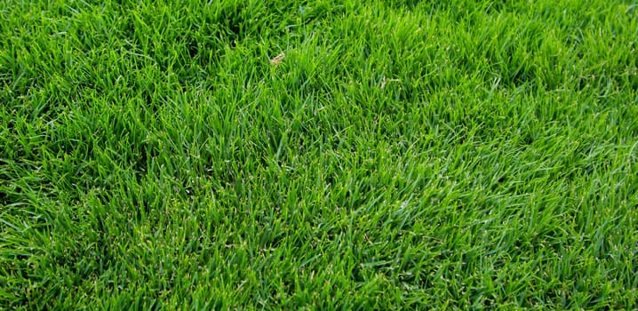 A grass texture, lots of lush grass with a rich green.