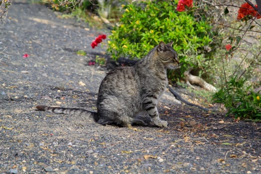 Portrait of a free village cat. A stroming cat.