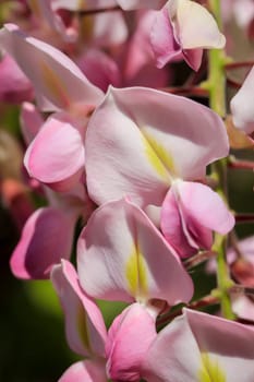Close-up, portrait of the beautiful blossoms of the blue rain.