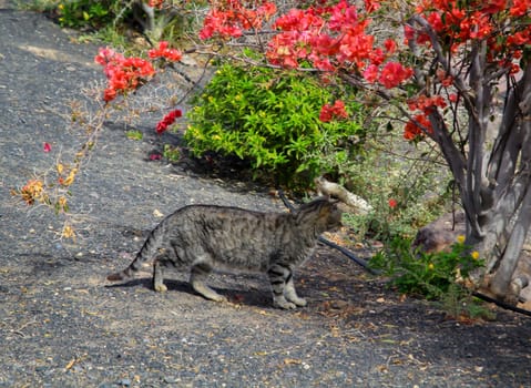 Portrait of a free village cat. A stroming cat.