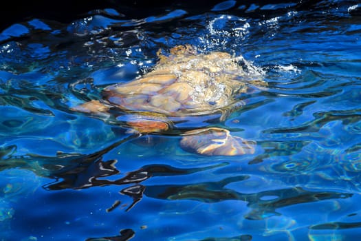 Portrait of a sea turtle. Unfortunately, still endangered animals.