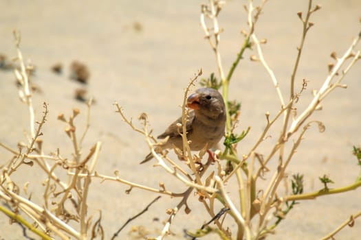 A desert bullfinch or desert trumpeter, Bucanetes githagineus in search of grub.