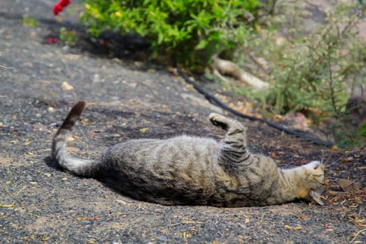 Portrait of a free village cat. A stroming cat.