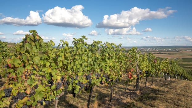 Austria, Burgenland, Oberpullendorf District, near Neckenmarkt, vineyards at sunrise in autumn, View over Deutschkreutz, Blaufraenkischland