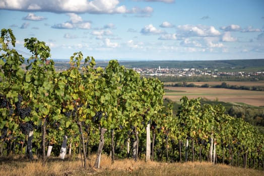 Austria, Burgenland, Oberpullendorf District, near Neckenmarkt, vineyards at sunrise in autumn, View over Deutschkreutz, Blaufraenkischland