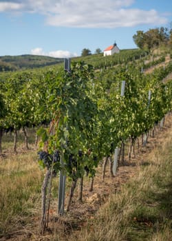 Neckenmarkt Austria Vineyards before harvest with small chapel