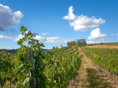Neckenmarkt Austria Vineyards before harvest with small chapel