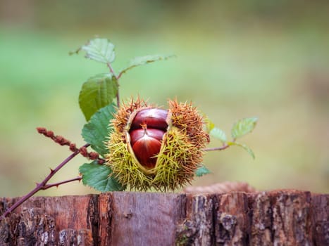 Chestnut fruit on tree stump in autumn