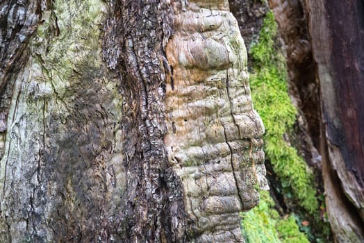 A beautiful macro nature of a tree trunk with bark and bare wood exposed resting flat on the forest grounds