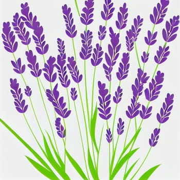 Bunch of lavender flowers on a white background. lavandula is a genus of 47 known species of flowering plants in the mint family, lamiaceae