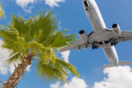 Tropical Palm Tree and Passenger Airplane In Landing Approach.