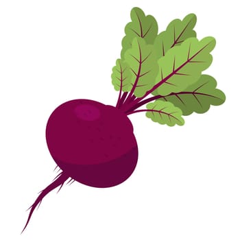 Fresh Beetroot Vegetable with Green Leaves on White Background.