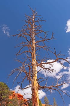 Distinctive Tree Skeleton Against a Blue Sky in the Red Canyon Wilderness in Utah