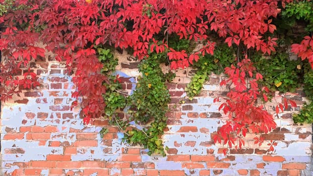 Brick Wall and Red Plant