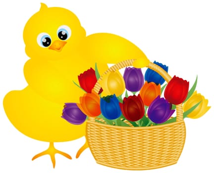Yellow Chick Carrying an Happy Easter Day Basket of Colorful Tulips Flowers Isolated on White Background Illustration
