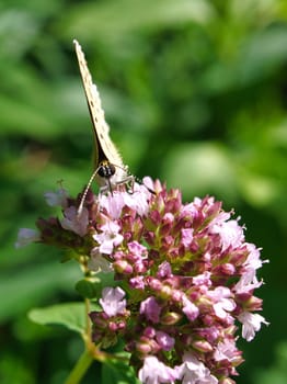 Butterfly on a flower blossom in the garden at spring time. colorful and delicate insect that announces the spring and summer.