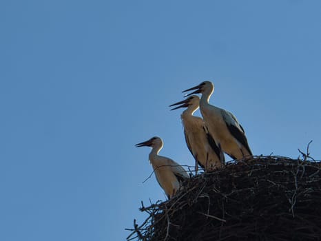 three white storks in the nest on a chimney in Brandenburg. Every year the parents come here in spring to breed.