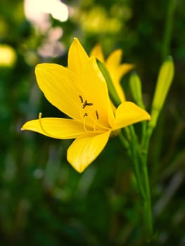 gorgeous yellow lily with beautiful bokeh. Green leaves complete the color harmony. Flowers photo. Nature shot.