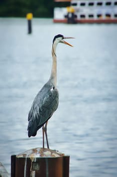 grey heron looking at the water. he looks for food