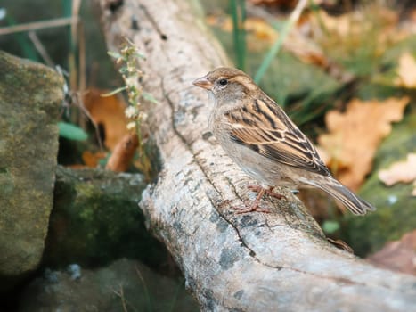sparrow in berlin, here it can still be found in large numbers. its populations are declining worldwide. mostly found in larger groups
