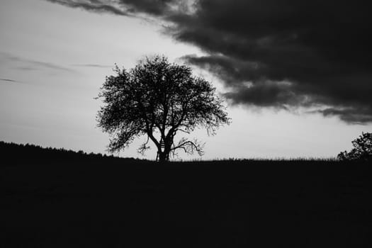 Sunset in the Saarland with a tree against which a ladder is leaning in black and white shot. dramatic sky . quiet and lonely light mood